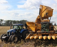 У деяких областях України досі не зібрали врожай кукурудзи
